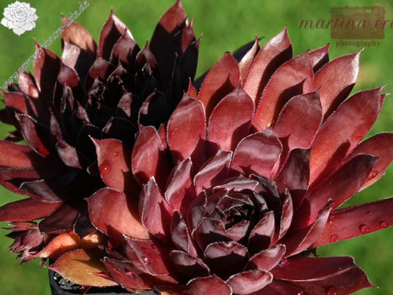 Drachenblut