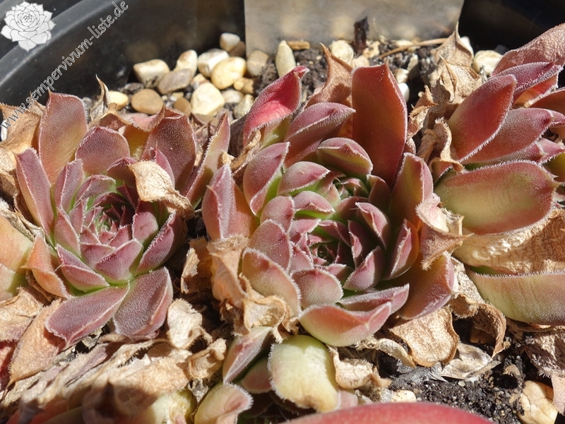 Nevado Del Ruiz / Jovi