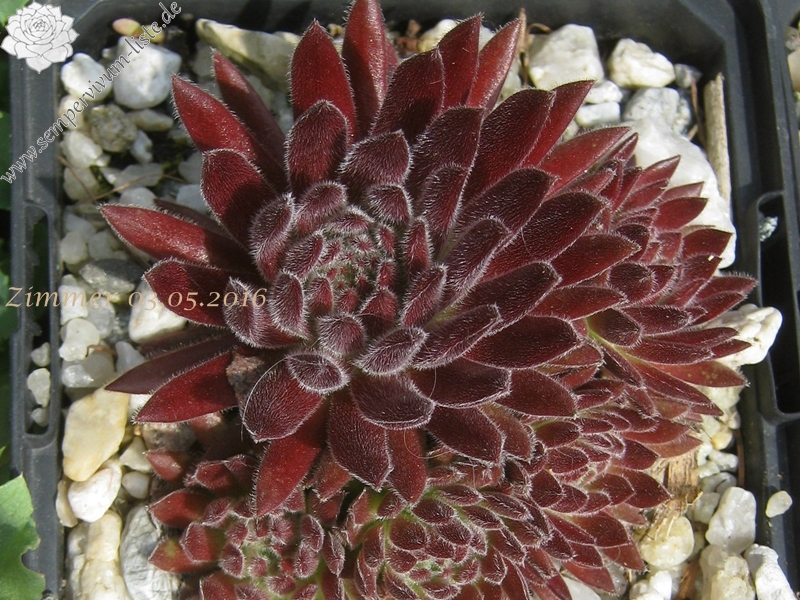 Sea Coral