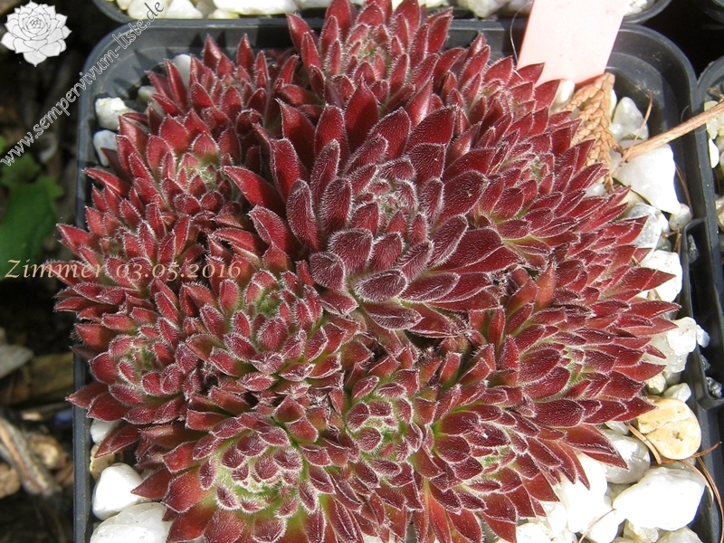 Sea Coral