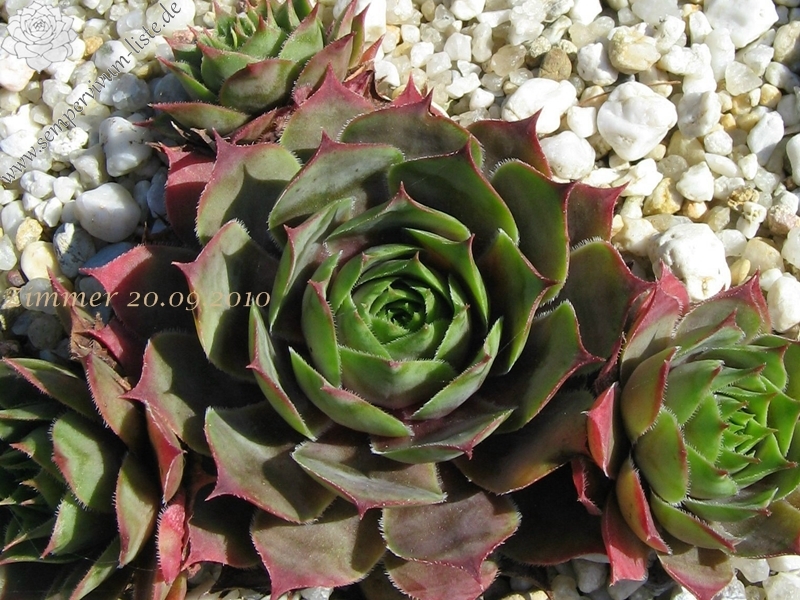 Giganteum