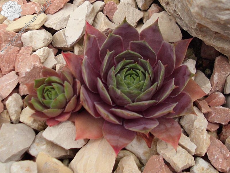 Giganteum