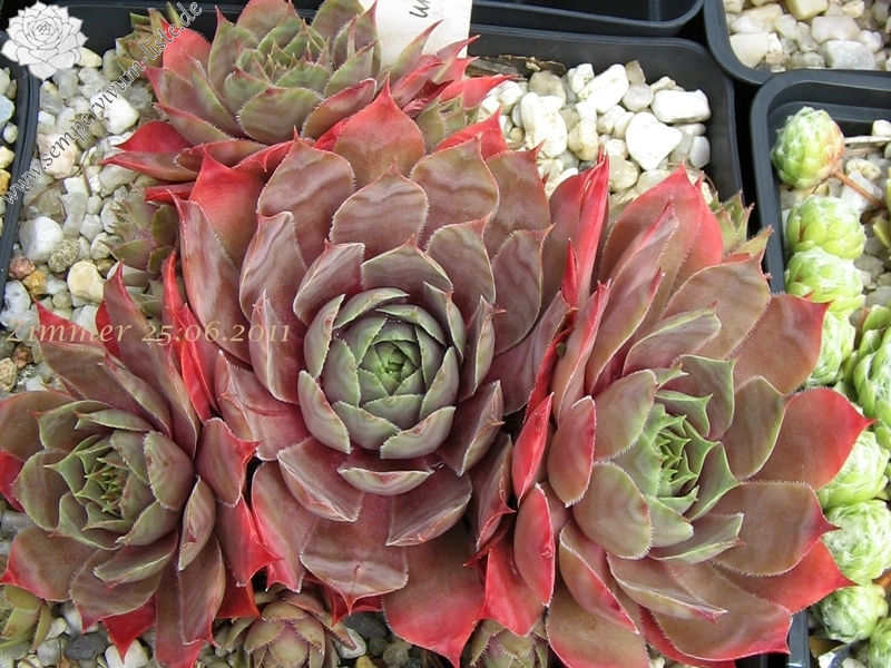 Giganteum