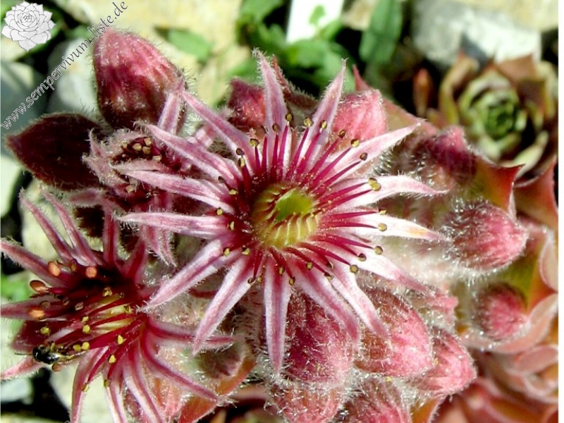 Giganteum