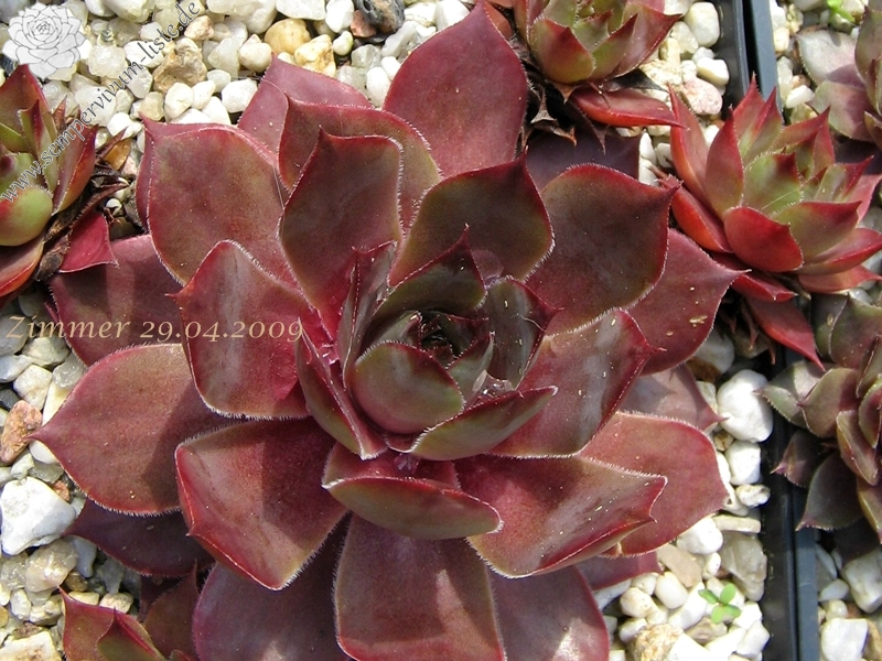 Giganteum
