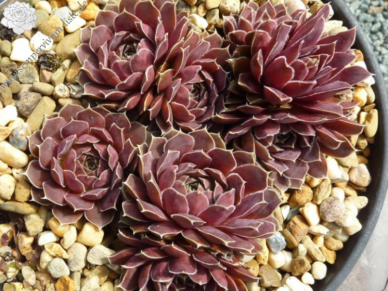 Mount Gibello / Jovi