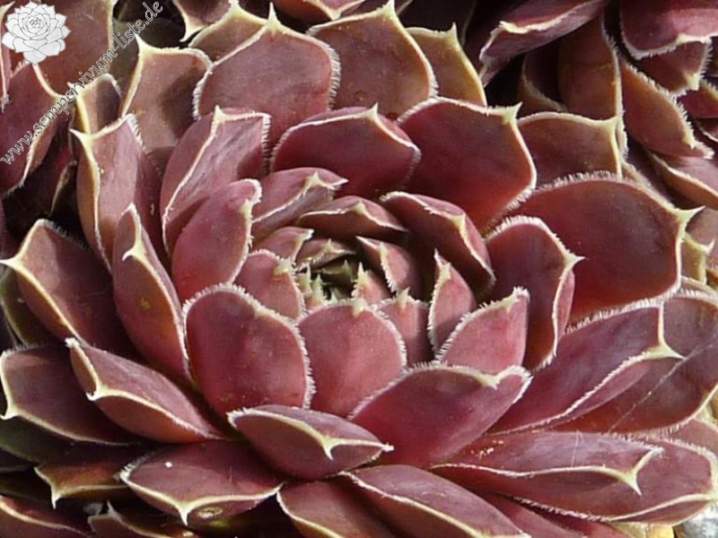 Mount Gibello / Jovi