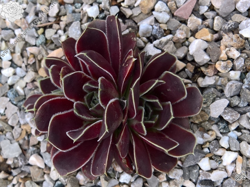 Glory of Somerset / Jovi