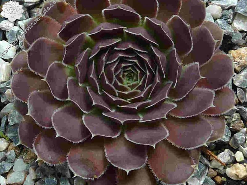 Mount Gibello / Jovi