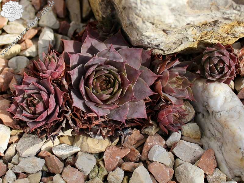 Giganteum
