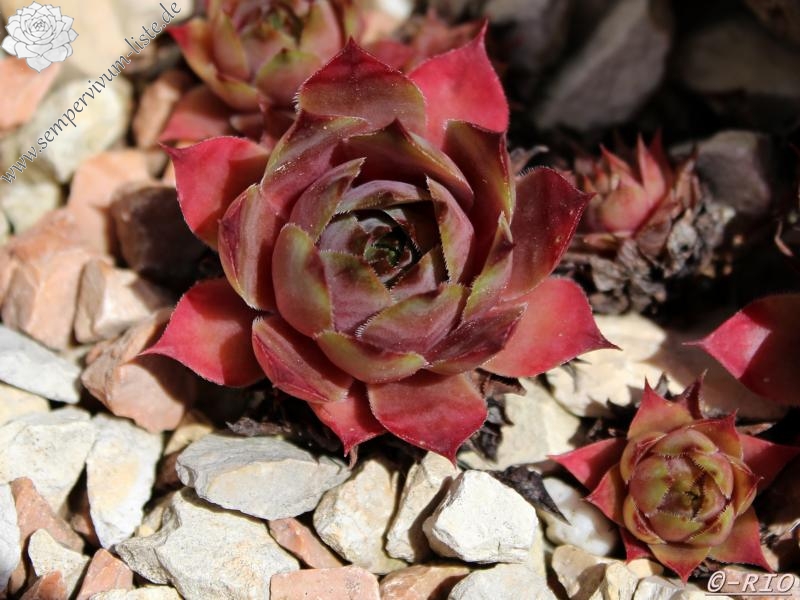 Giganteum