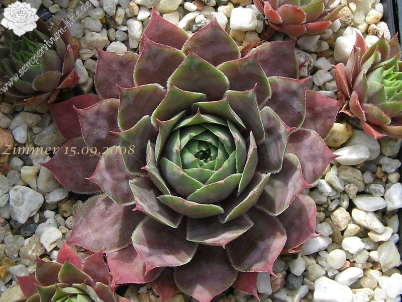 Giganteum