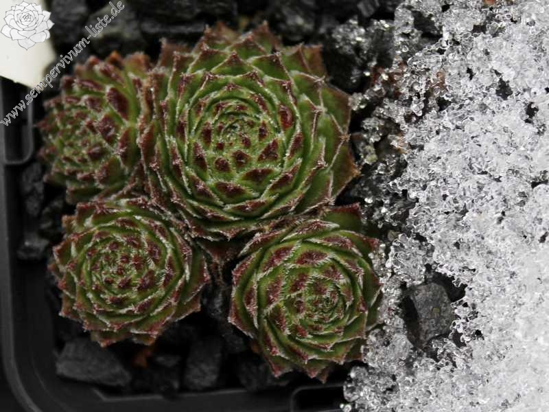 Simonia | Sempervivum-Liste