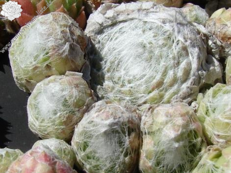 Snowball