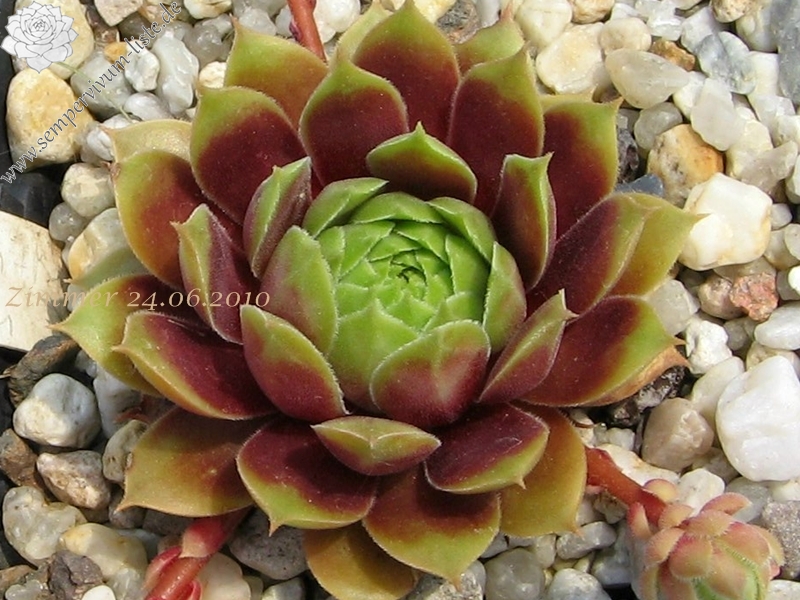 Pacific Country Cousin