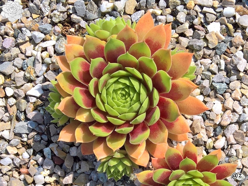 Pacific Country Cousin