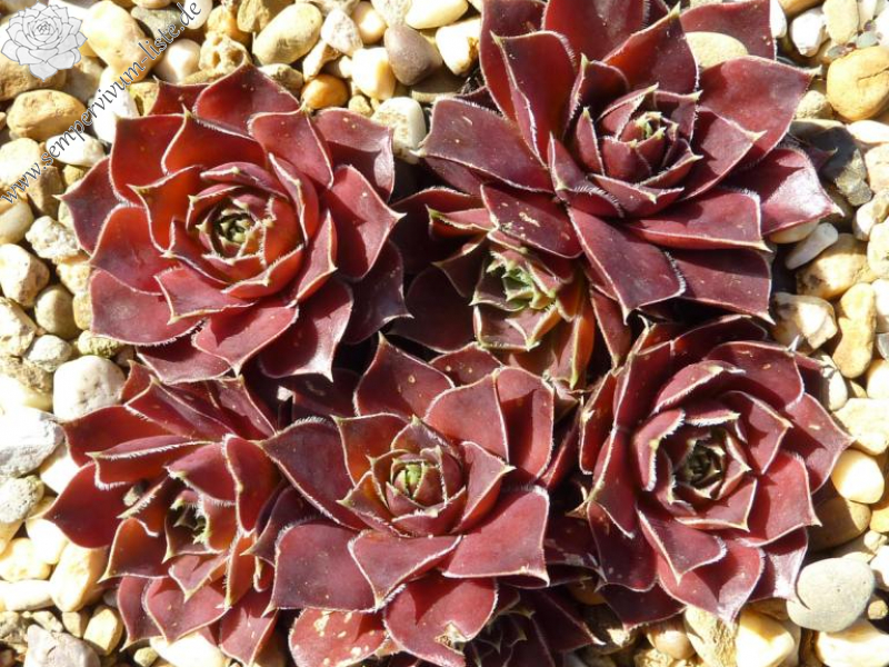 Senne Smits / Jovi ( II )