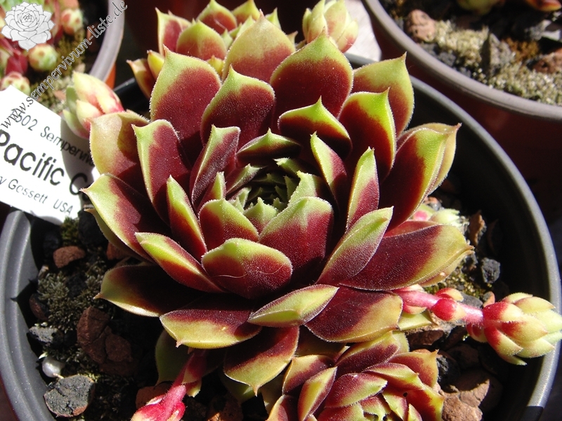 Pacific Country Cousin