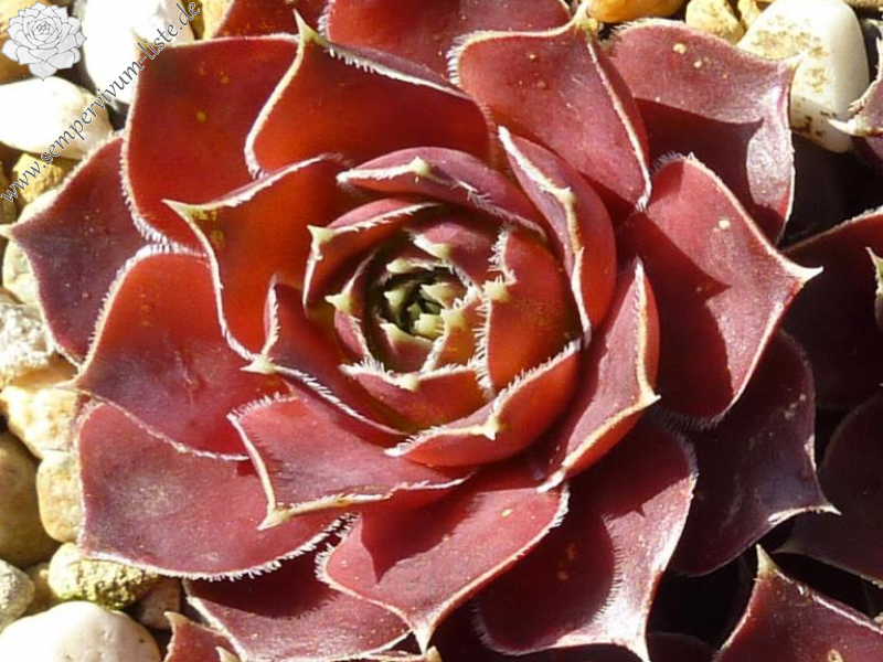 Senne Smits / Jovi ( II )