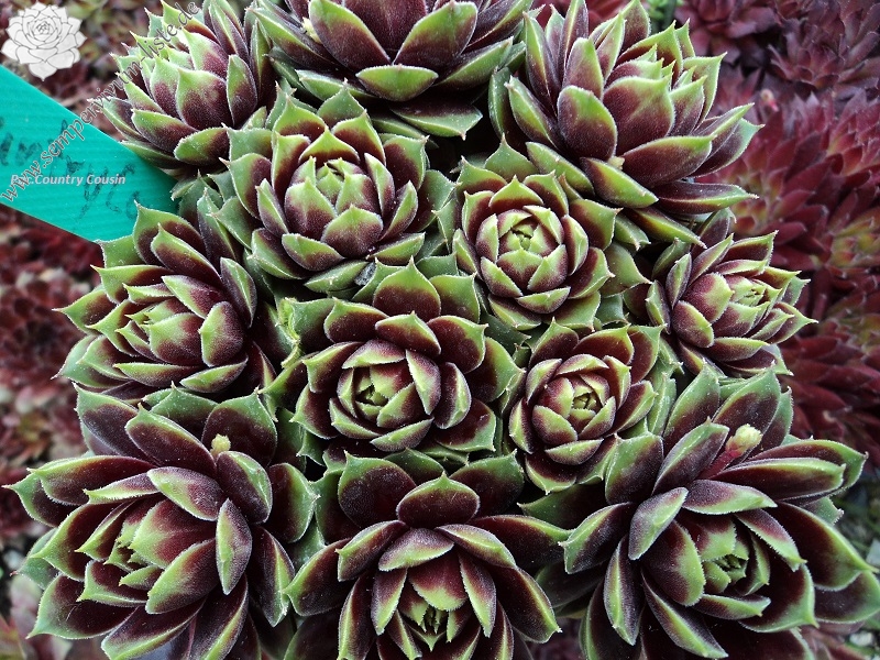 Pacific Country Cousin