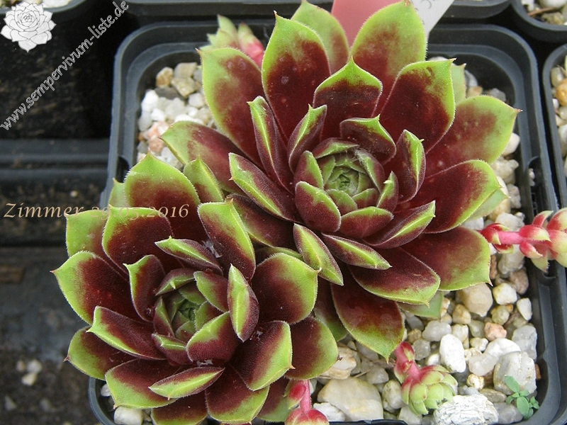 Pacific Country Cousin