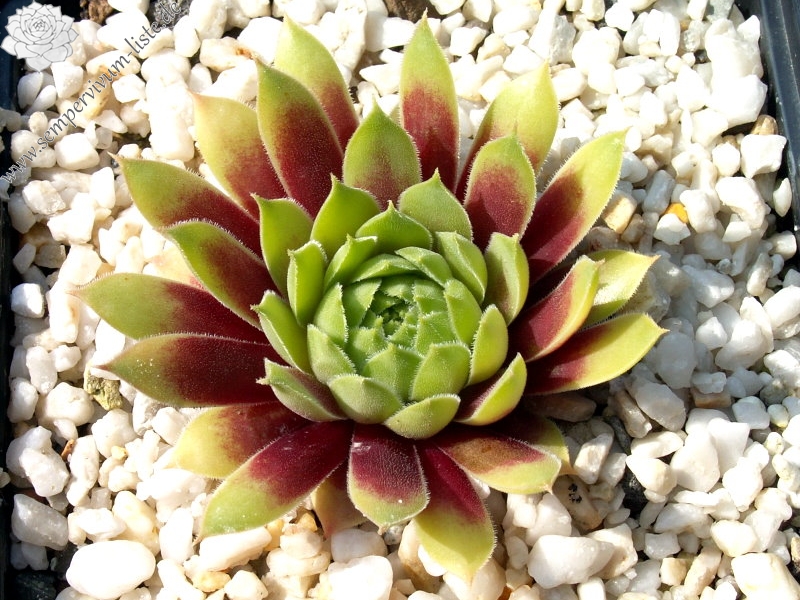 Pacific Country Cousin