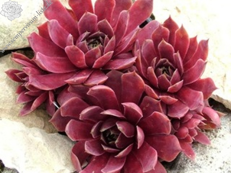 Pacific Jordan