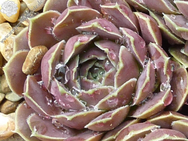 Glomar Explorer / Jovi