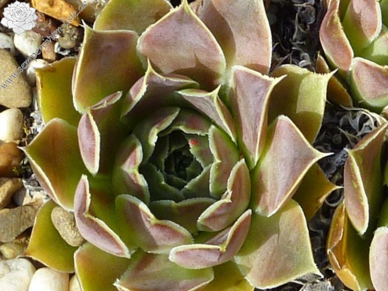 Mount Everest / Jovi