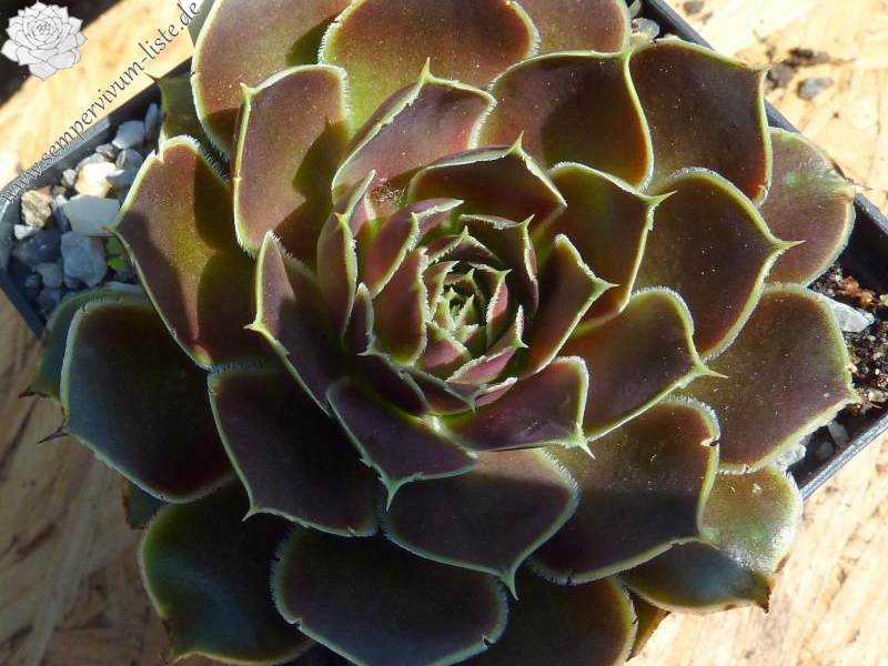 Mount Everest / Jovi