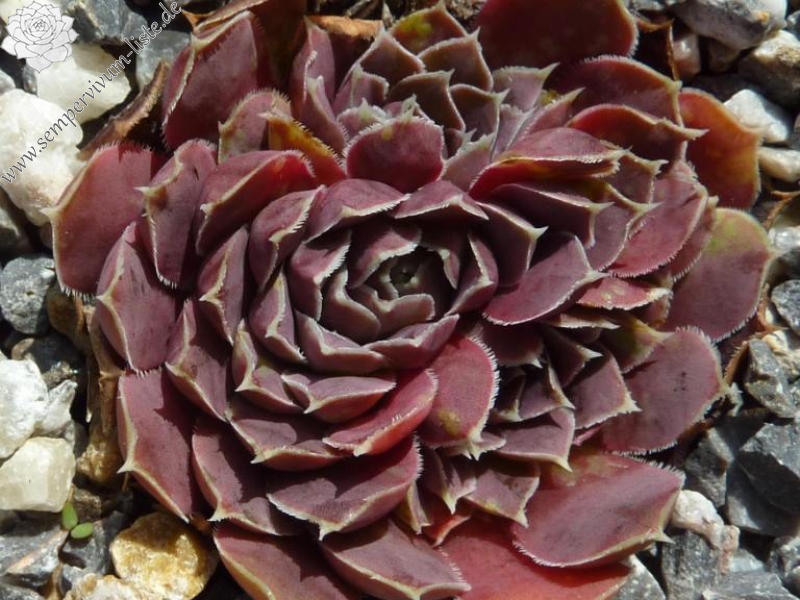 Glomar Explorer / Jovi