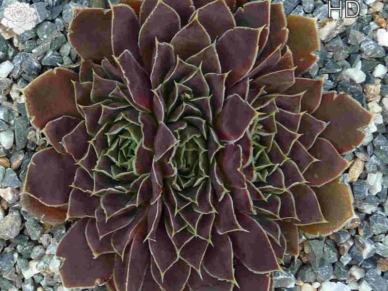 Mount Everest / Jovi