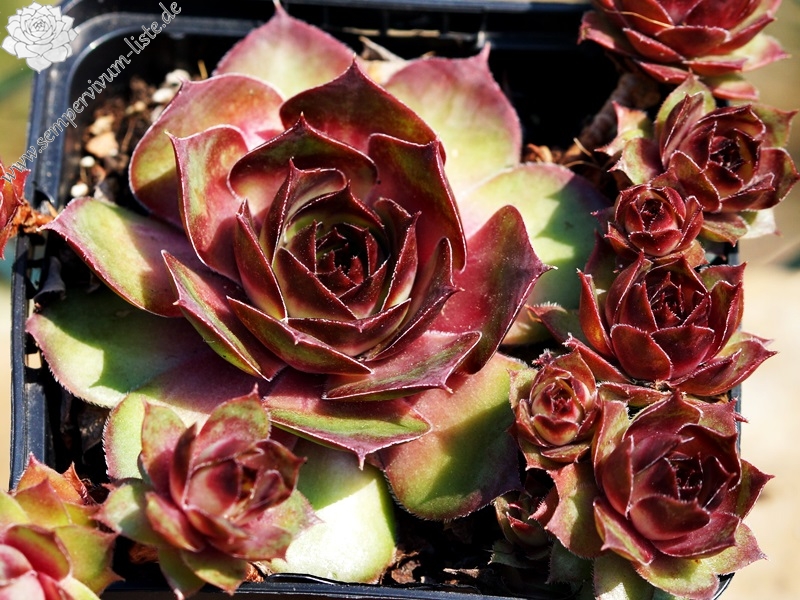 Musan Cha | Sempervivum-Liste