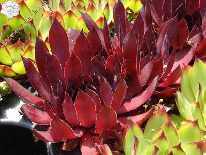 Drachenblut