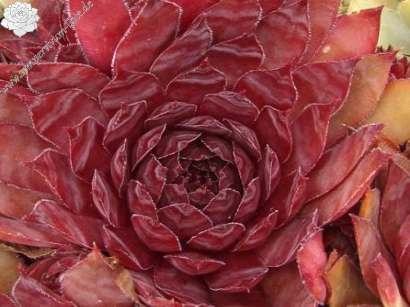 Drachenblut