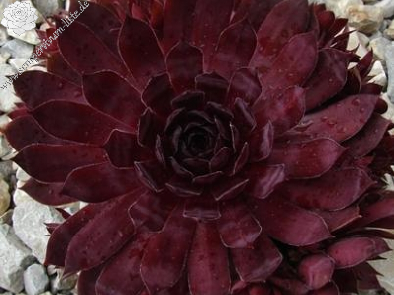 Drachenblut
