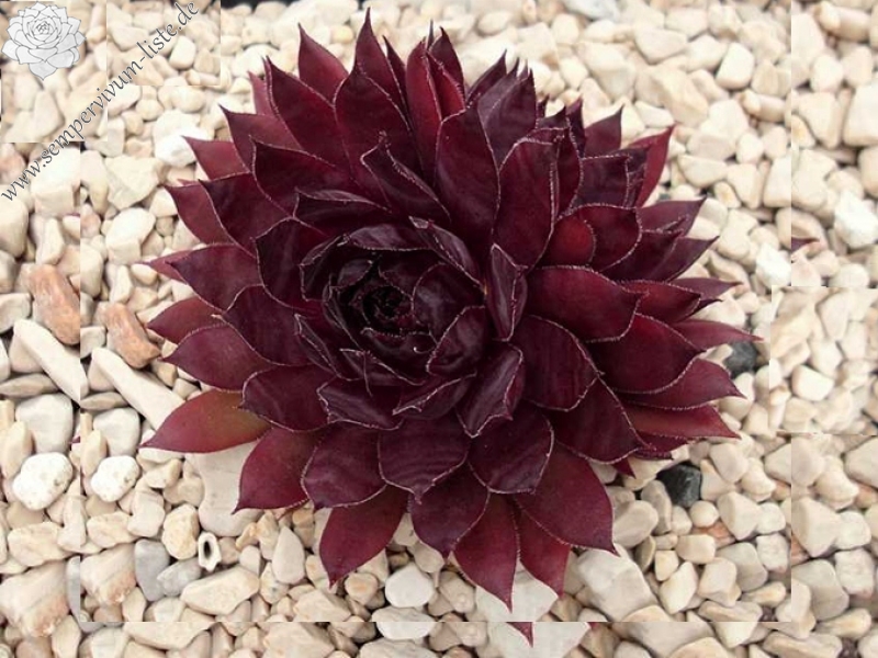 Drachenblut