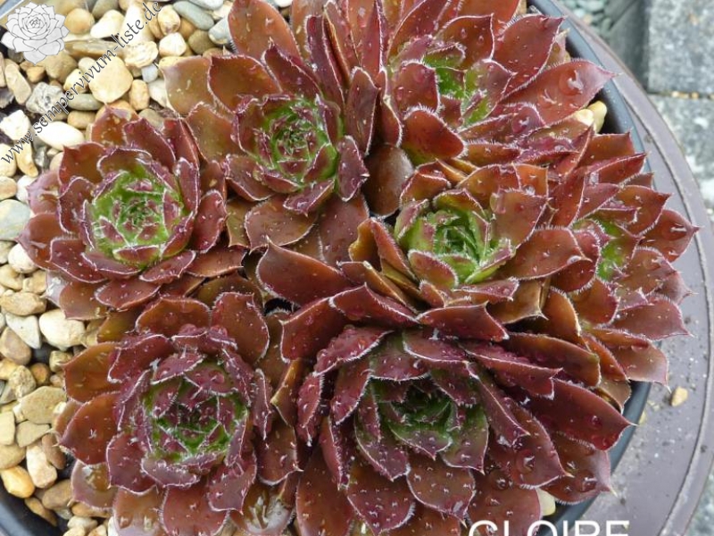 Gloire de Nantes / Jovi