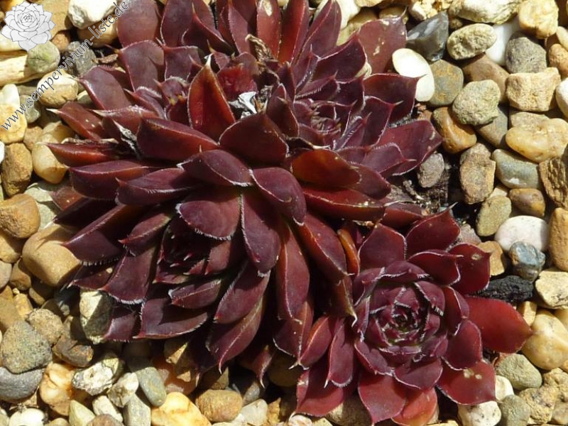 Mount Saint Michel / Jovi