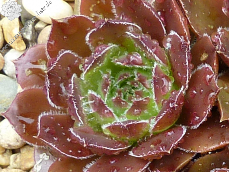 Gloire de Nantes / Jovi