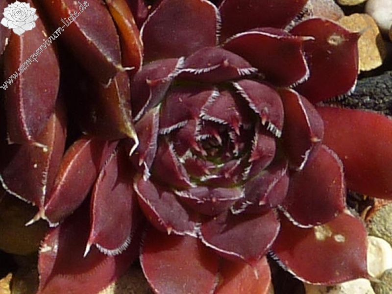 Mount Saint Michel / Jovi