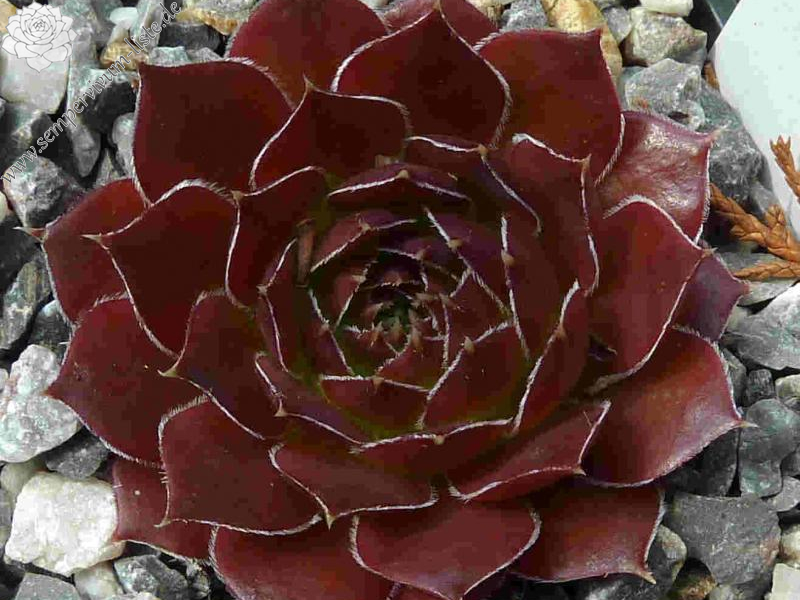 Gloire de Nantes / Jovi