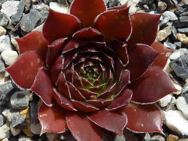 Gloire de Nantes / Jovi