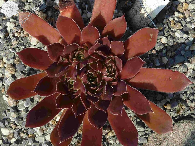 Gloire de Nantes / Jovi