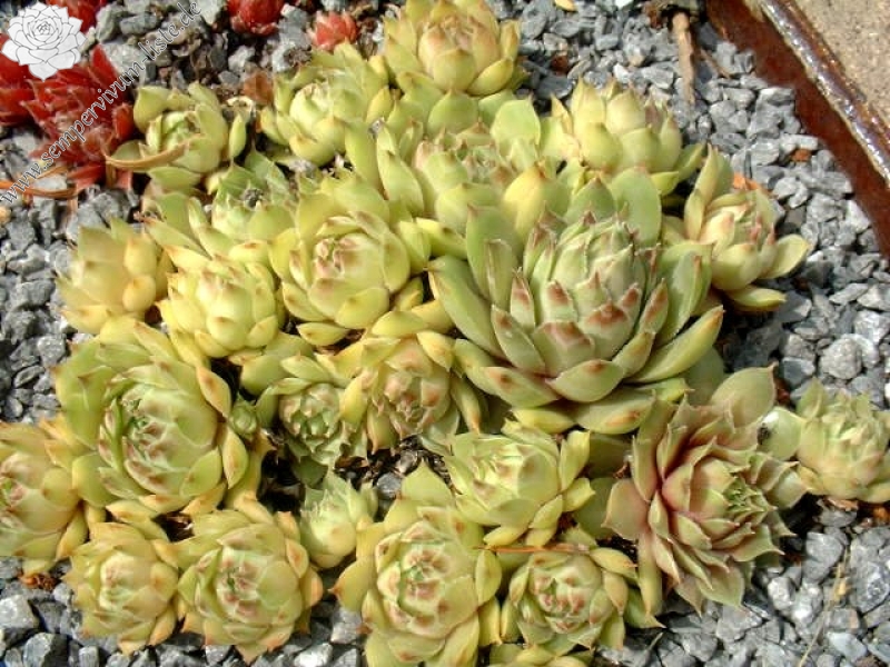 Ernest Hepworth No. 1