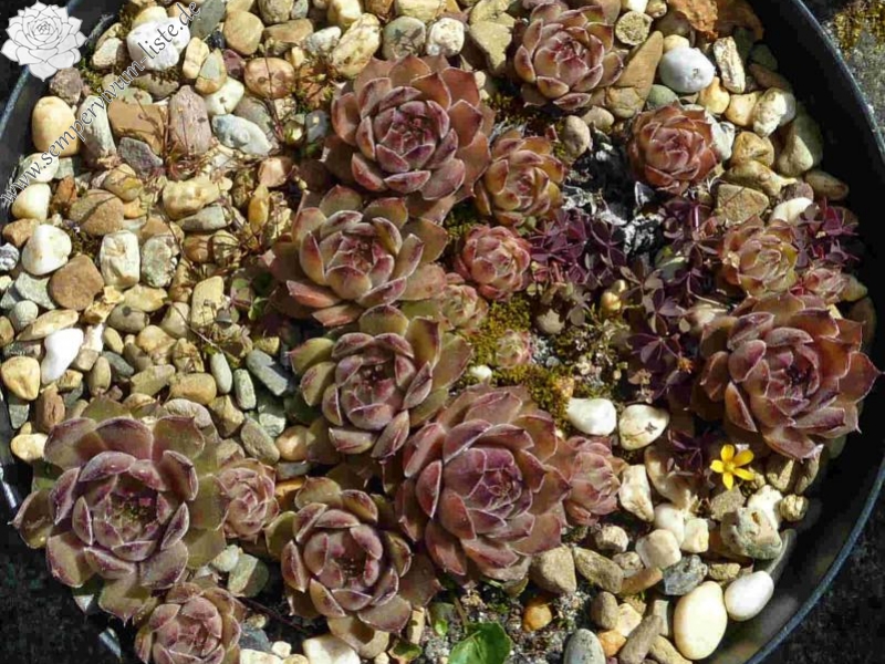 Ernest Hepworth No. 2