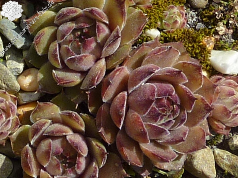 Ernest Hepworth No. 2