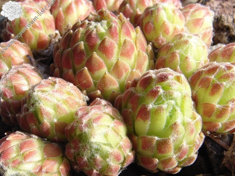 Erongo