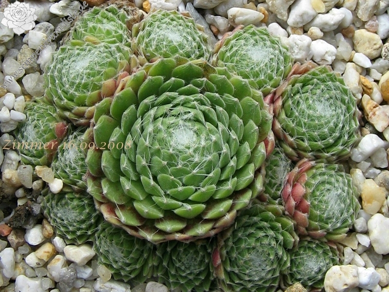 Euphemia