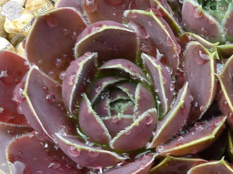 Gloire de Dijon / Jovi